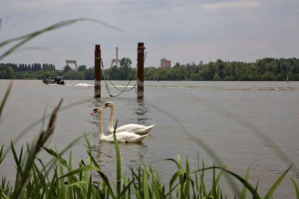 Cisnes Lago Lado Uma Amarração Visto Através Grama Dia Nublado — Fotografia de Stock