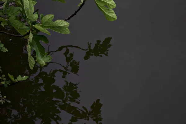 図水を背景とした植物の枝とその上に投影された反射 — ストック写真