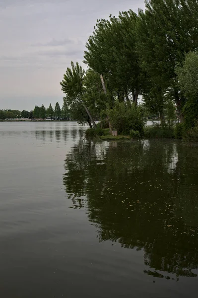 Grove Beira Lago Com Reflexos Das Árvores Fundidas Água Dia — Fotografia de Stock