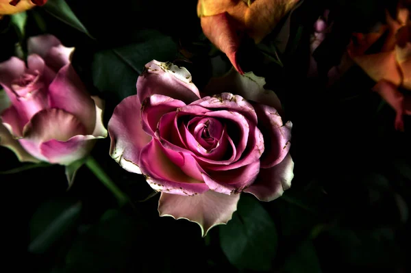 Strauß Geöffneter Orangefarbener Und Rosa Rosen Vor Schwarzem Hintergrund — Stockfoto