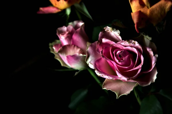 Bouquet Opened Orange Pink Roses Black Backdrop — Stock Photo, Image