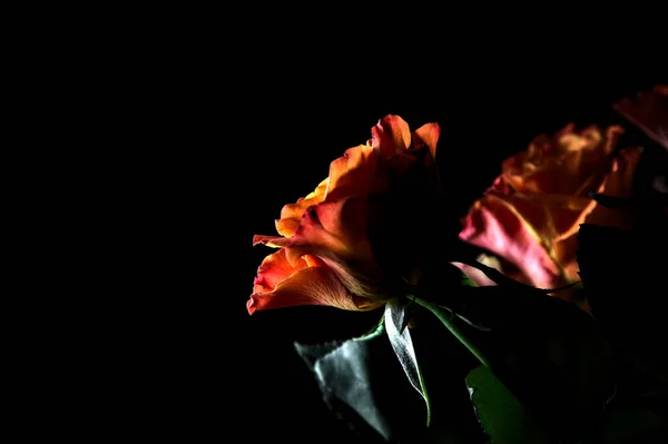 Bukett Med Öppnade Orange Och Rosa Rosor Svart Bakgrund — Stockfoto