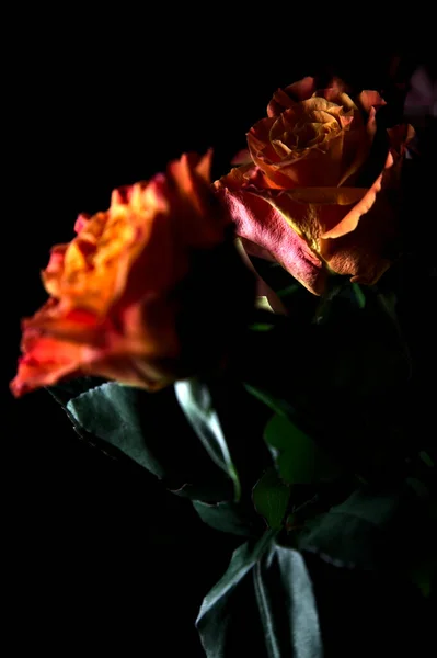 Bouquet Opened Orange Pink Roses Black Backdrop — Stock Photo, Image