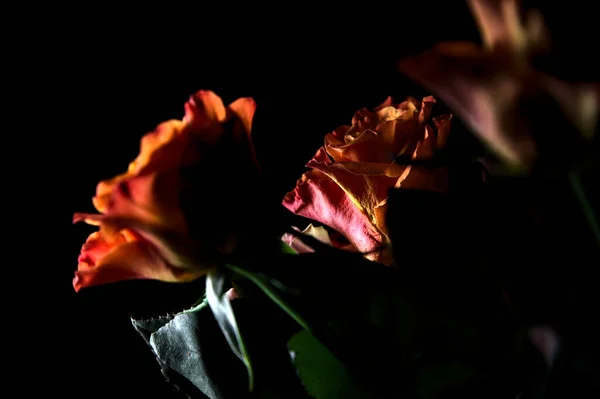 Μπουκέτο Ανοιγμένα Πορτοκαλί Και Ροζ Τριαντάφυλλα Μαύρο Φόντο — Φωτογραφία Αρχείου