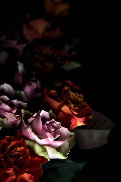 Букет Відкритих Помаранчевих Рожевих Троянд Чорному Тлі — стокове фото