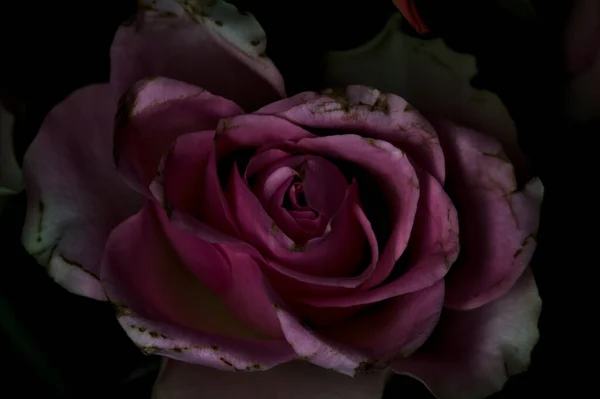 Bouquet Roses Ouvertes Orange Rose Sur Fond Noir — Photo