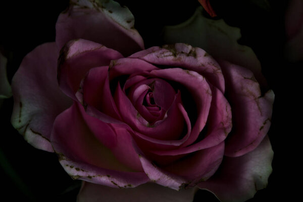 Bouquet of opened orange and pink roses on a black backdrop