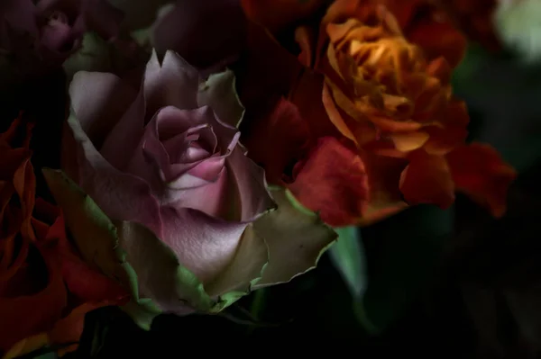 Bouquet Opened Orange Pink Roses Black Backdrop — Stock Photo, Image