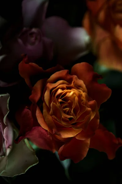 Strauß Geöffneter Orangefarbener Und Rosa Rosen Vor Schwarzem Hintergrund — Stockfoto