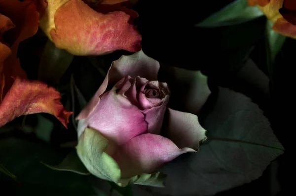 Strauß Geöffneter Orangefarbener Und Rosa Rosen Vor Schwarzem Hintergrund — Stockfoto