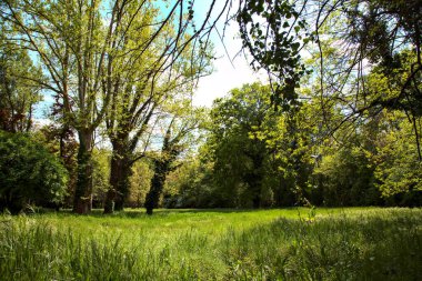 Baharda İtalya kırsalında bir parkın ortasında uzun otlar ve ağaçlarla dolu bir tarla.