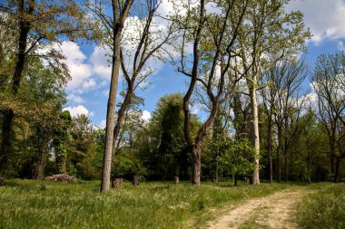 İtalya kırsalındaki bir parkın ortasındaki bir tarlada yol