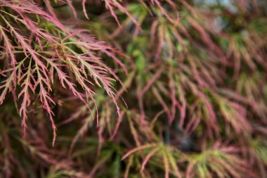 Maple branches seen up close