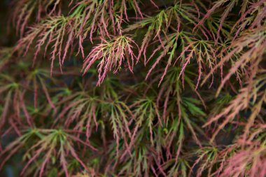Maple branches seen up close