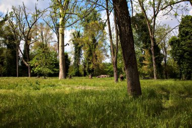Baharda İtalya kırsalında bir parkın ortasında uzun otlar ve ağaçlarla dolu bir tarla.