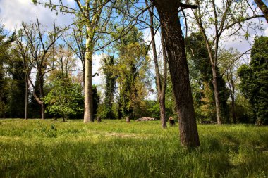 Baharda İtalya kırsalında bir parkın ortasında uzun otlar ve ağaçlarla dolu bir tarla.