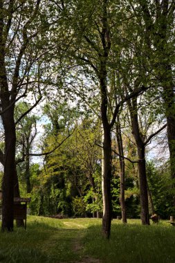 Gölgedeki patika, parktaki ağaçlarla çevrili bir tarlaya çıkıyor.