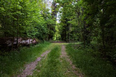 İtalya kırsalındaki bir parkta ağaçlarla çevrili gölgeli bir patika.