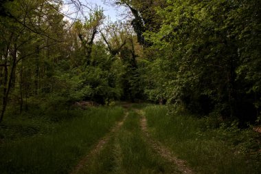 İtalya kırsalındaki bir parkta ağaçlarla çevrili gölgeli bir patika.