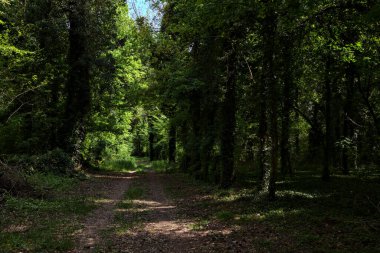 İtalya kırsalındaki bir parkta sarmaşıklarla kaplı ağaçlarla çevrili gölgeli bir patika.