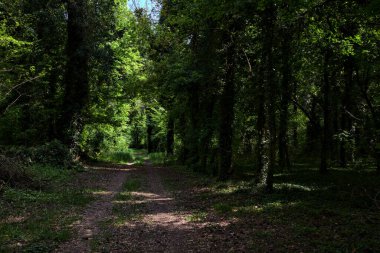 İtalya kırsalındaki bir parkta sarmaşıklarla kaplı ağaçlarla çevrili gölgeli bir patika.