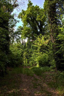 İtalya kırsalındaki bir parkta ağaçlarla çevrili gölgeli bir patika.