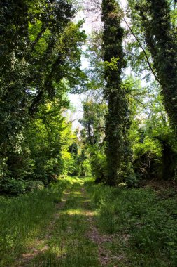 İtalya kırsalındaki bir parkta ağaçlarla çevrili gölgeli bir patika.