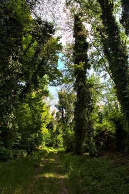 İtalya kırsalındaki bir parkta ağaçlarla çevrili gölgeli bir patika.