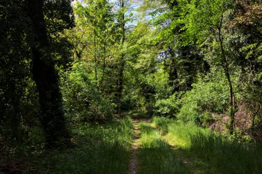 İtalya kırsalındaki bir parkta ağaçlarla çevrili gölgeli bir patika.