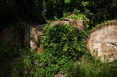 Bir parktaki patikanın kenarından kesilmiş kütükler