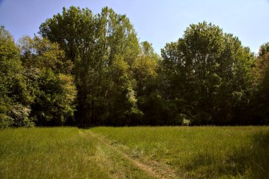 İtalya kırsalındaki bir parkın ortasındaki bir tarlada yol