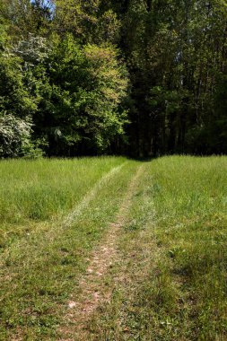İtalya kırsalındaki bir parkın ortasındaki bir tarlada yol