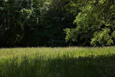 İtalya kırsalındaki bir parkta ağaçlarla çevrili bir arazi.