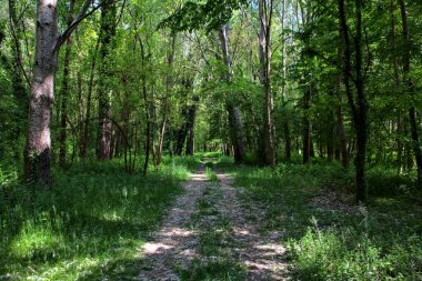 İtalya kırsalındaki bir parkta ağaçlarla çevrili gölgeli bir patika.