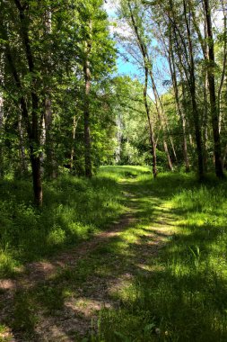 İtalya kırsalındaki bir parkta ağaçlarla çevrili gölgeli bir patika.