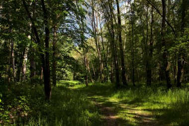 İtalya kırsalındaki bir parkta ağaçlarla çevrili gölgeli bir patika.