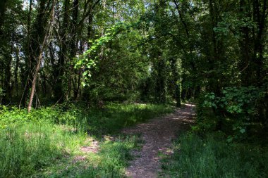 İtalya kırsalındaki bir parkta ağaçlarla çevrili gölgeli bir patika.