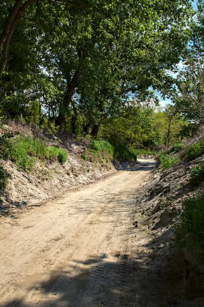 イタリアの田舎の公園の入り口の木に囲まれた砂の道 — ストック写真