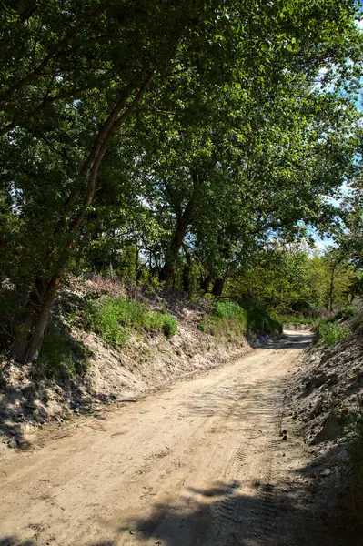 Estrada Areia Delimitada Por Árvores Entrada Parque Campo Italiano — Fotografia de Stock