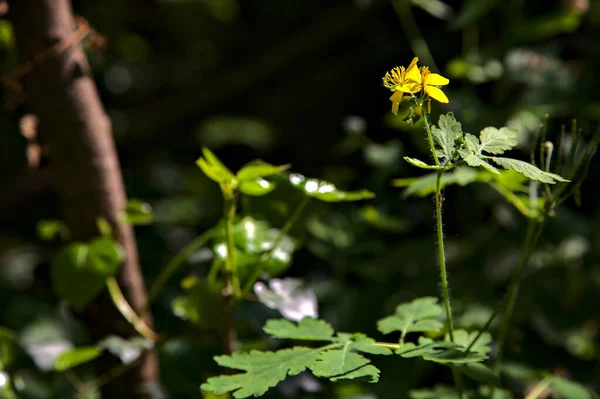 Yellow Wildflower Park Lit Sun — Stock Fotó