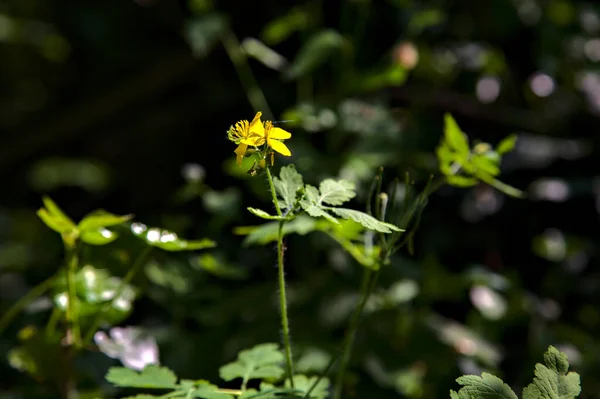 Yellow Wildflower Park Lit Sun — Foto Stock
