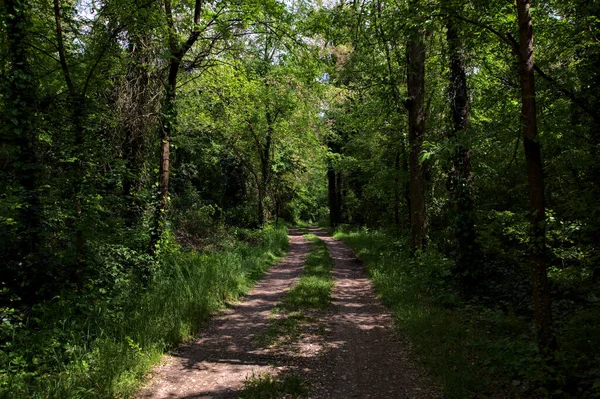 意大利乡村的一个公园里 绿树成荫的小路环绕着树木 — 图库照片