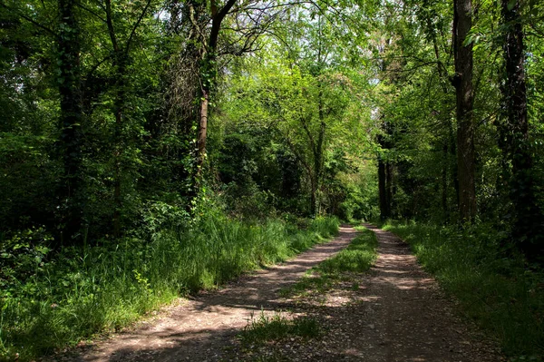 Schaduwrijk Pad Omzoomd Door Bomen Een Park Het Italiaanse Platteland — Stockfoto