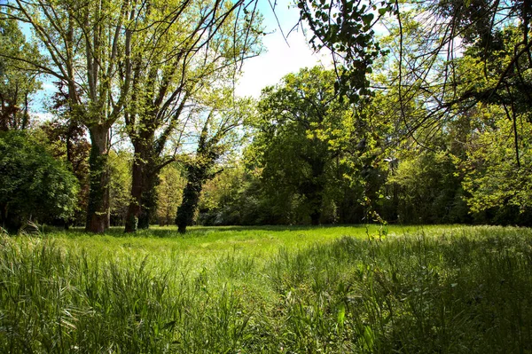 Mező Magas Fák Közepén Egy Park Tavasszal Olasz Vidéken — Stock Fotó