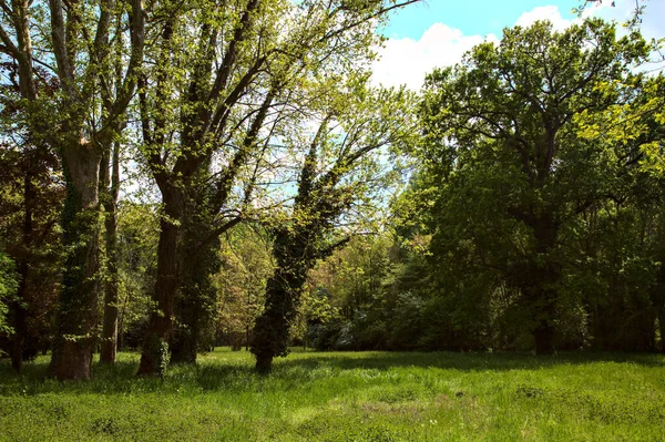 Campo Con Erba Alta Alberi Nel Bel Mezzo Parco Primavera — Foto Stock