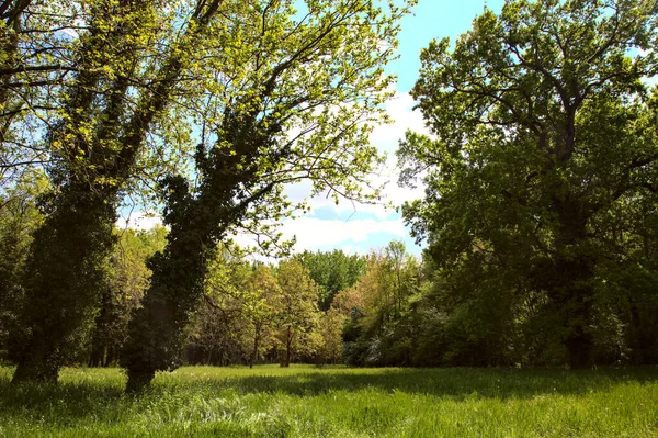 Fält Med Högt Gräs Och Träd Mitt Park Våren Den — Stockfoto