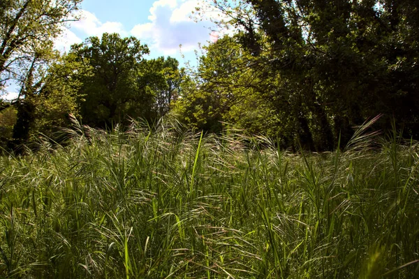 Campo Com Relva Alta Árvores Meio Parque Primavera Campo Italiano — Fotografia de Stock