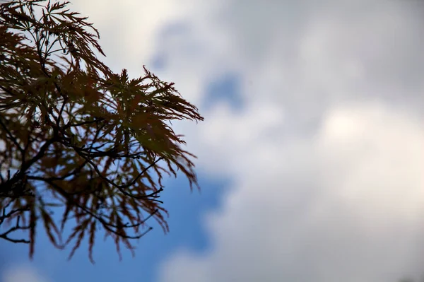 Кленовая Ветвь Фоне Неба — стоковое фото