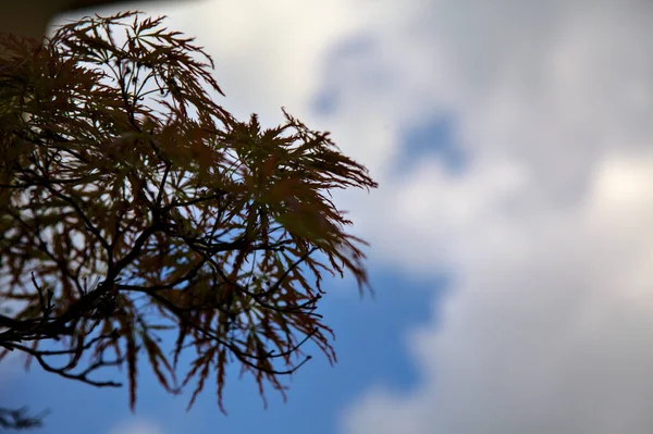 Кленовая Ветвь Фоне Неба — стоковое фото