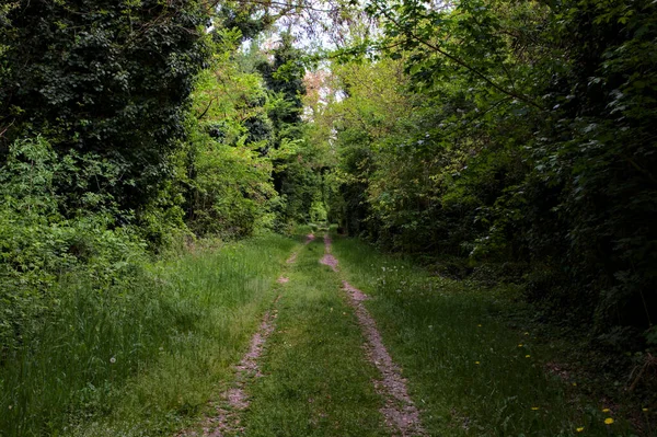 Sendero Sombrío Bordeado Árboles Parque Campo Italiano —  Fotos de Stock